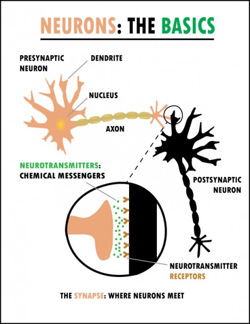 neurons