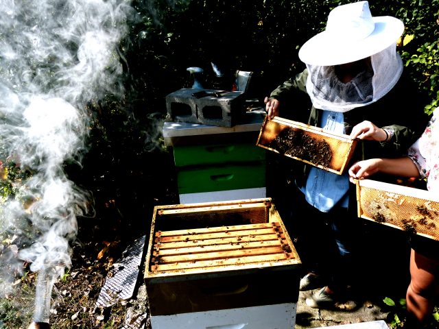 Beekeepers use smoke to protect themselves from getting stung. Smoke works by masking defensive hormones released by "guardian bees" – thereby temporarily shutting down the hive's defensive response and allowing the beekeeper to safely open the hive.