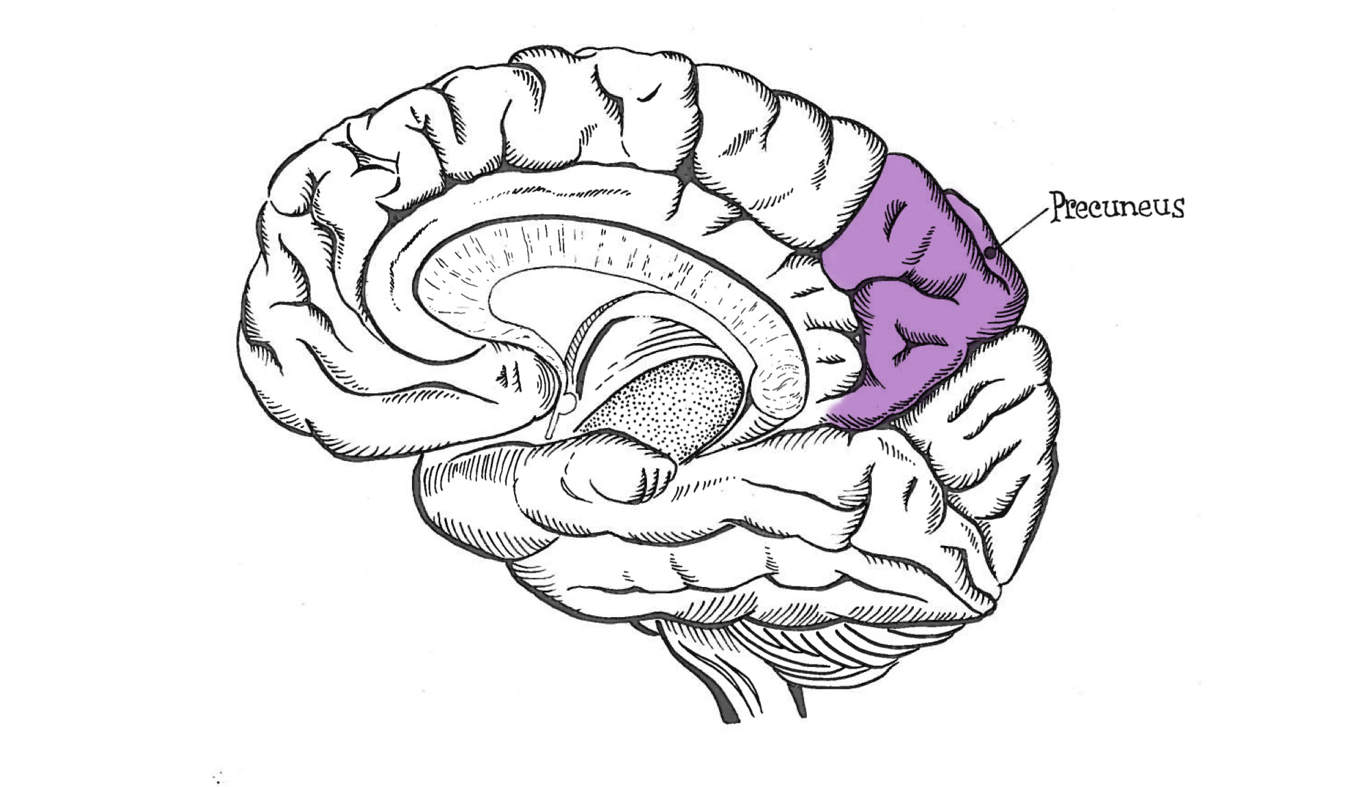 Медиальная поверхность мозга. Клин предклинье. Lobulus paracentralis. Precuneus анатомия. Клин и предклинье мозга.